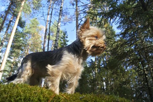 forest dog yorkie