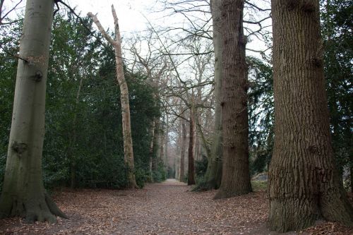 forest nature autumn