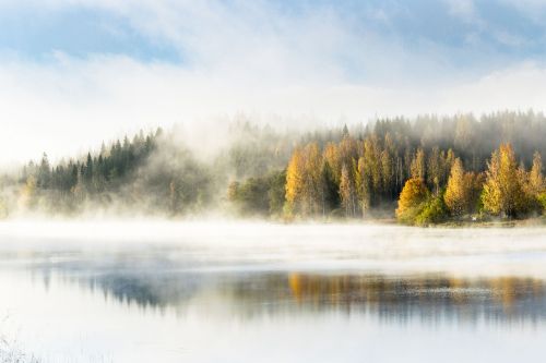 forest mist lake