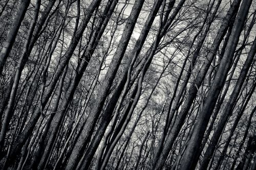 forest trees nature