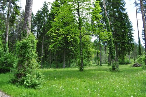 forest green trees