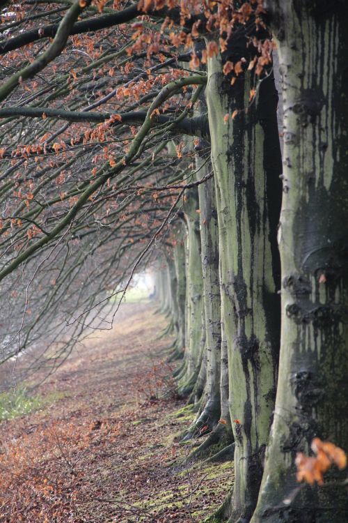 forest tree nature