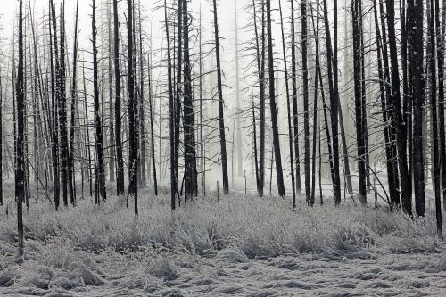 forest frost trees