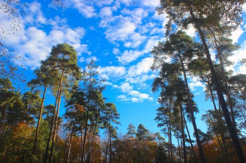 forest trees sky