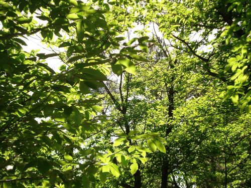 forest leaves green