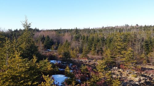 forest winter trees