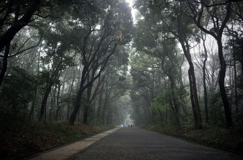 forest nature abstract