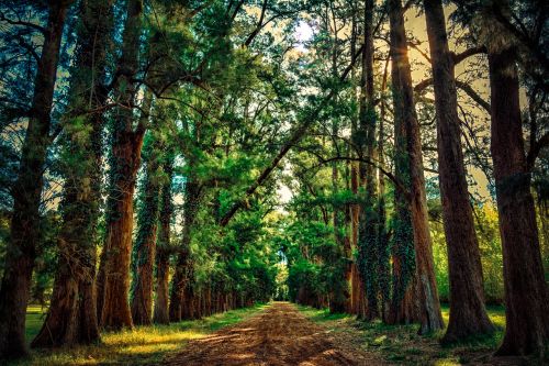 forest path trees