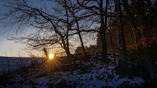 forest winter snow