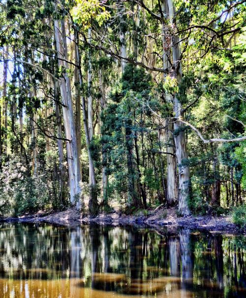 forest trees lake