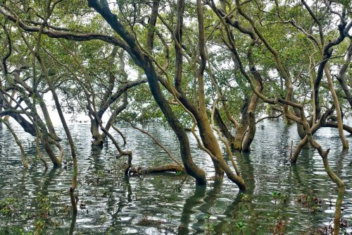 forest water landscape