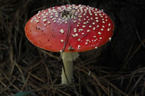 forest fungus fresh