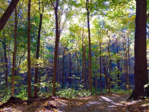 forest trees nature