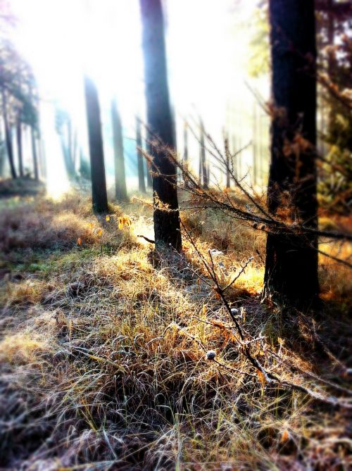 forest sunbeam winter