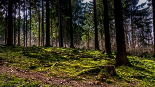 forest moss mystical