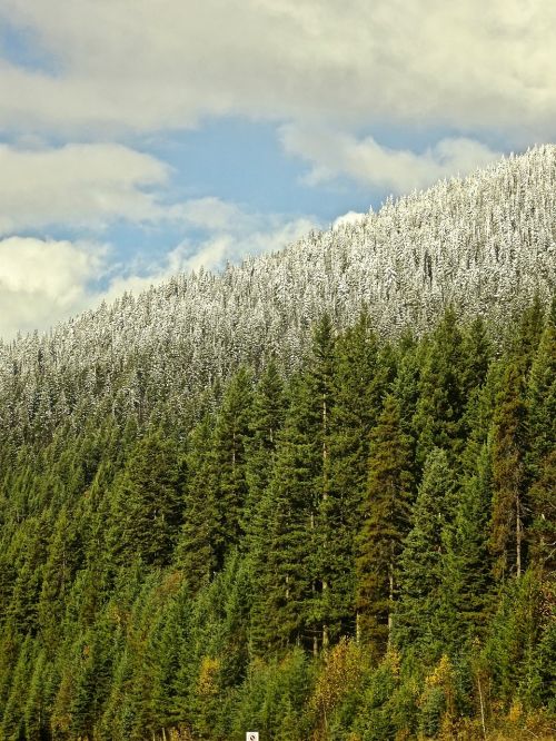 forest snow line landscape