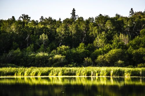 forest island lake