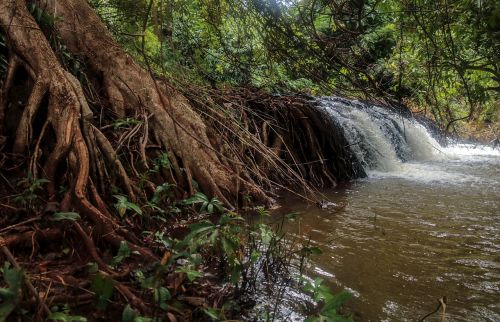 forest nature waterfall