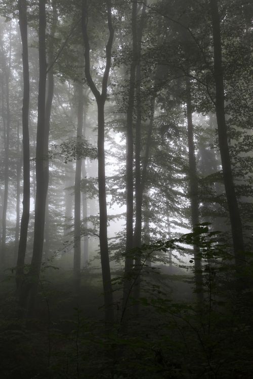 forest autumn fog