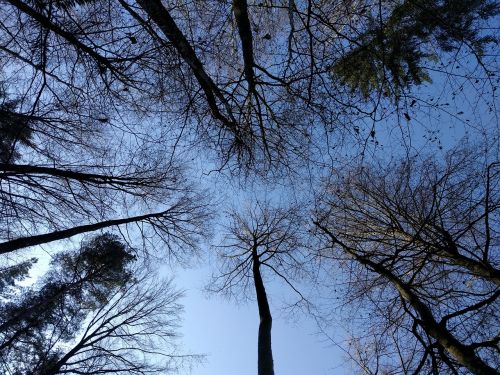 forest trees sky