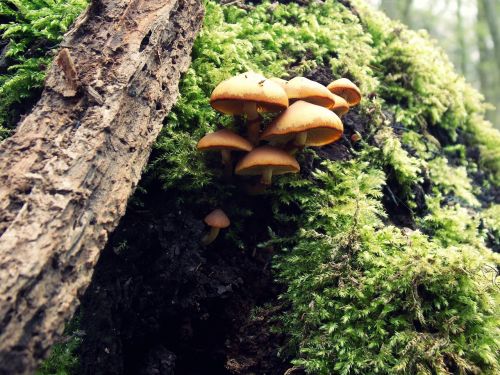 forest mushrooms moss