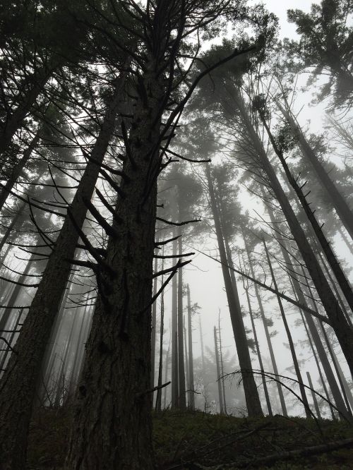 forest fog trees