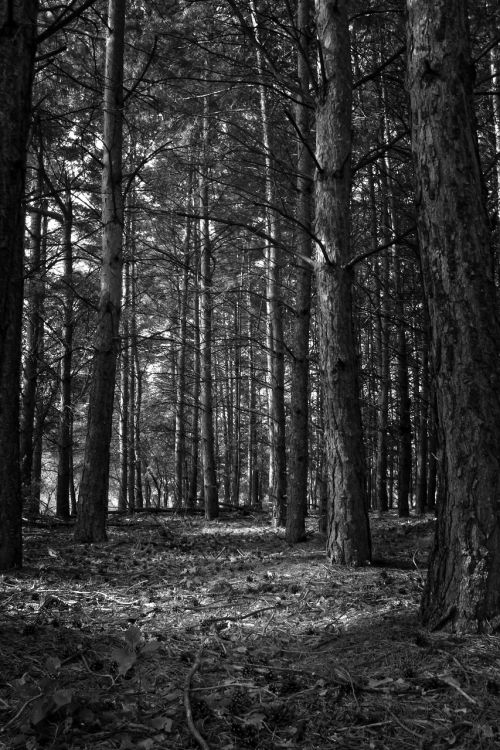 forest black and white tree