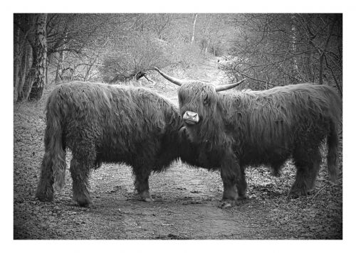 forest highlander scottish