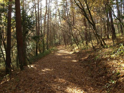 forest road fallen leaves