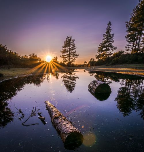 forest sunset nature