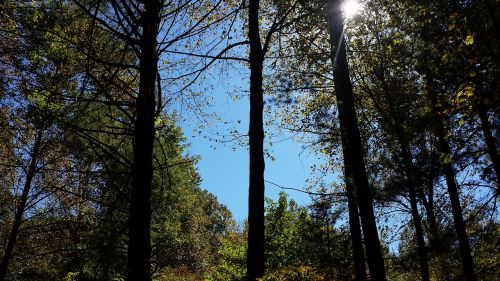 forest trees green