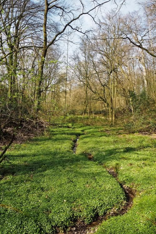 forest landscape bach