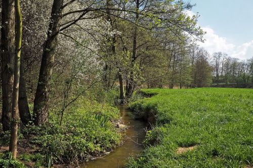 forest landscape bach