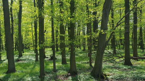 forest forest floor spring