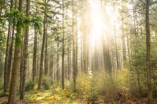 forest sun shadow