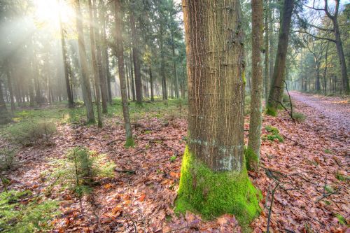 forest sun shadow