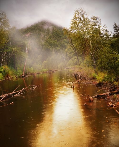 forest pond water