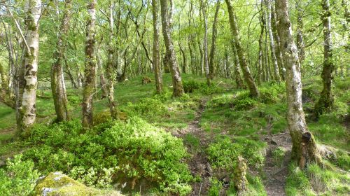 forest ireland birch