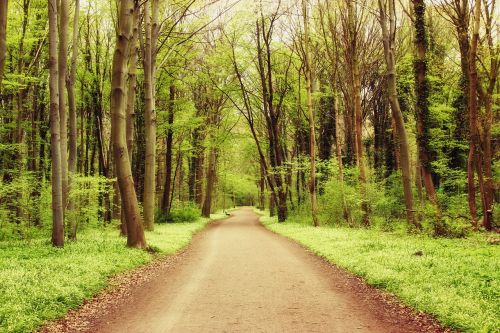 forest nature landscape