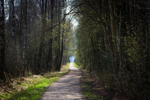 forest nature away