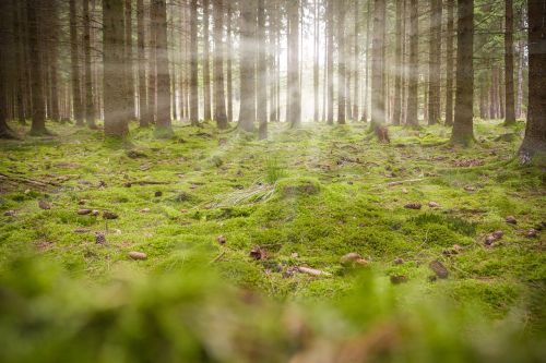 forest moss back light