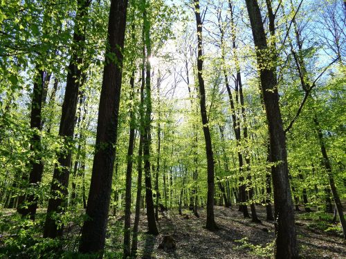 forest trees green