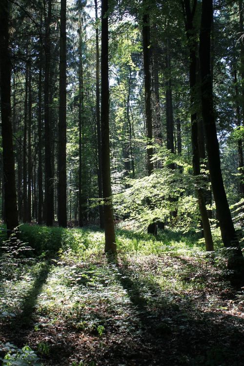 forest autumn trees