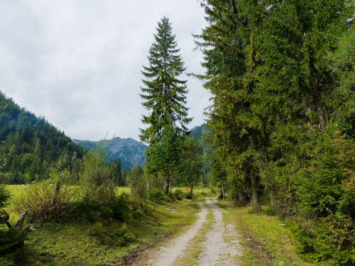 forest mountain nature