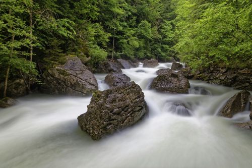 forest river nature