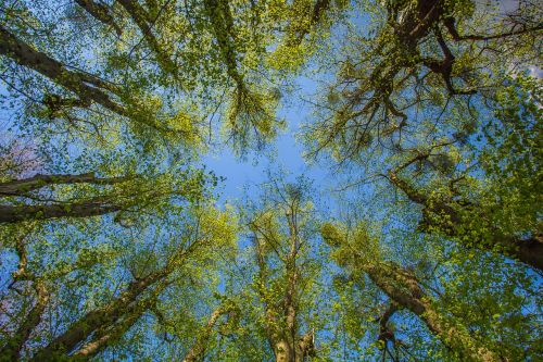 forest trees spring