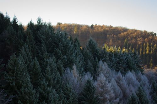 forest hiking nature