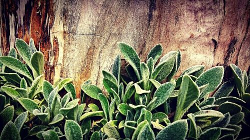 forest tree plants