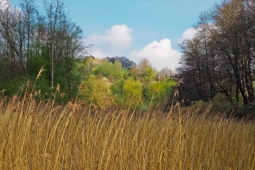 forest landscape bach