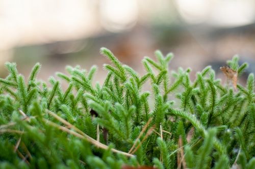 forest nature moss